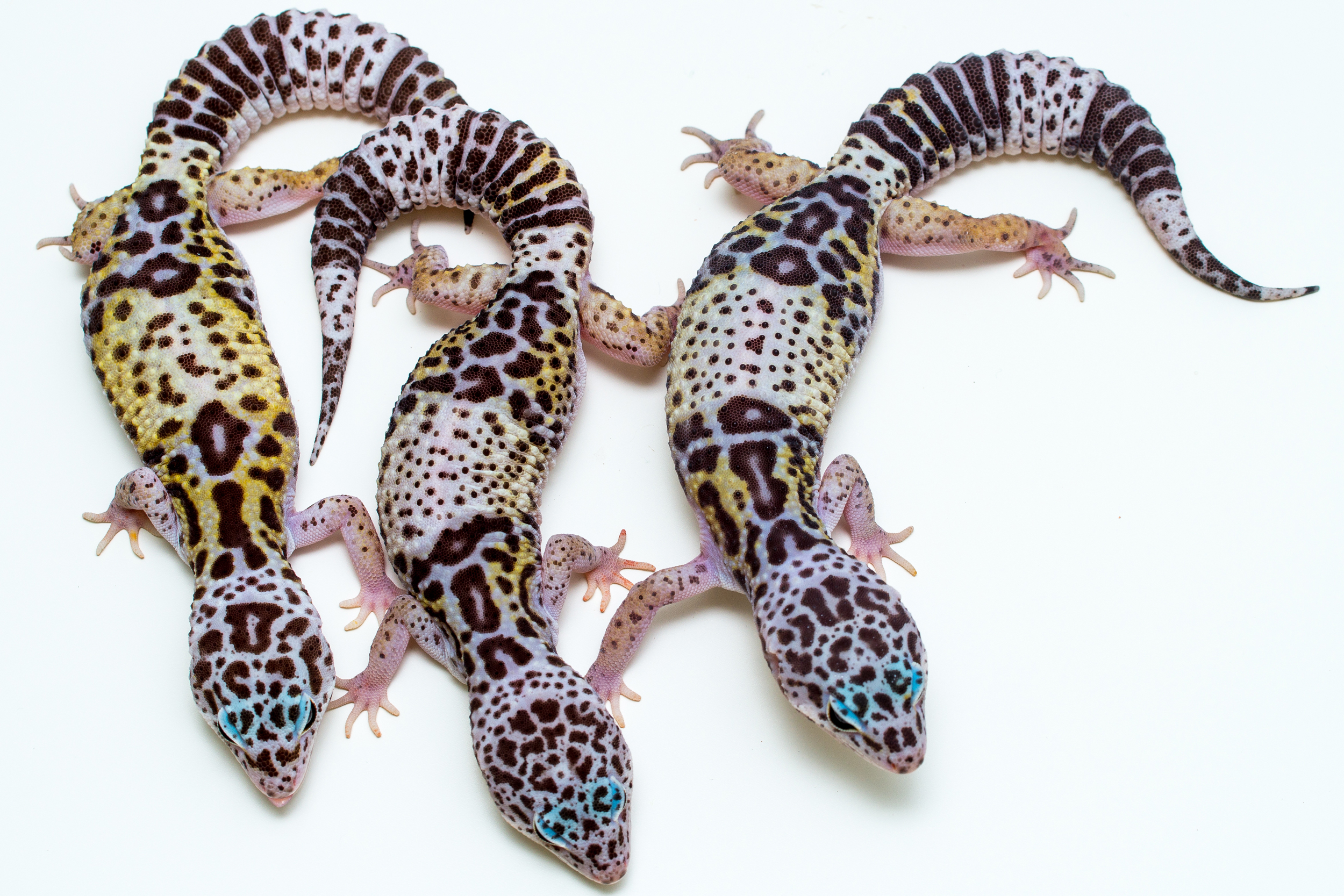 Leopard gecko costume - 🧡 How Long Are Leopard Geckos - Disa.